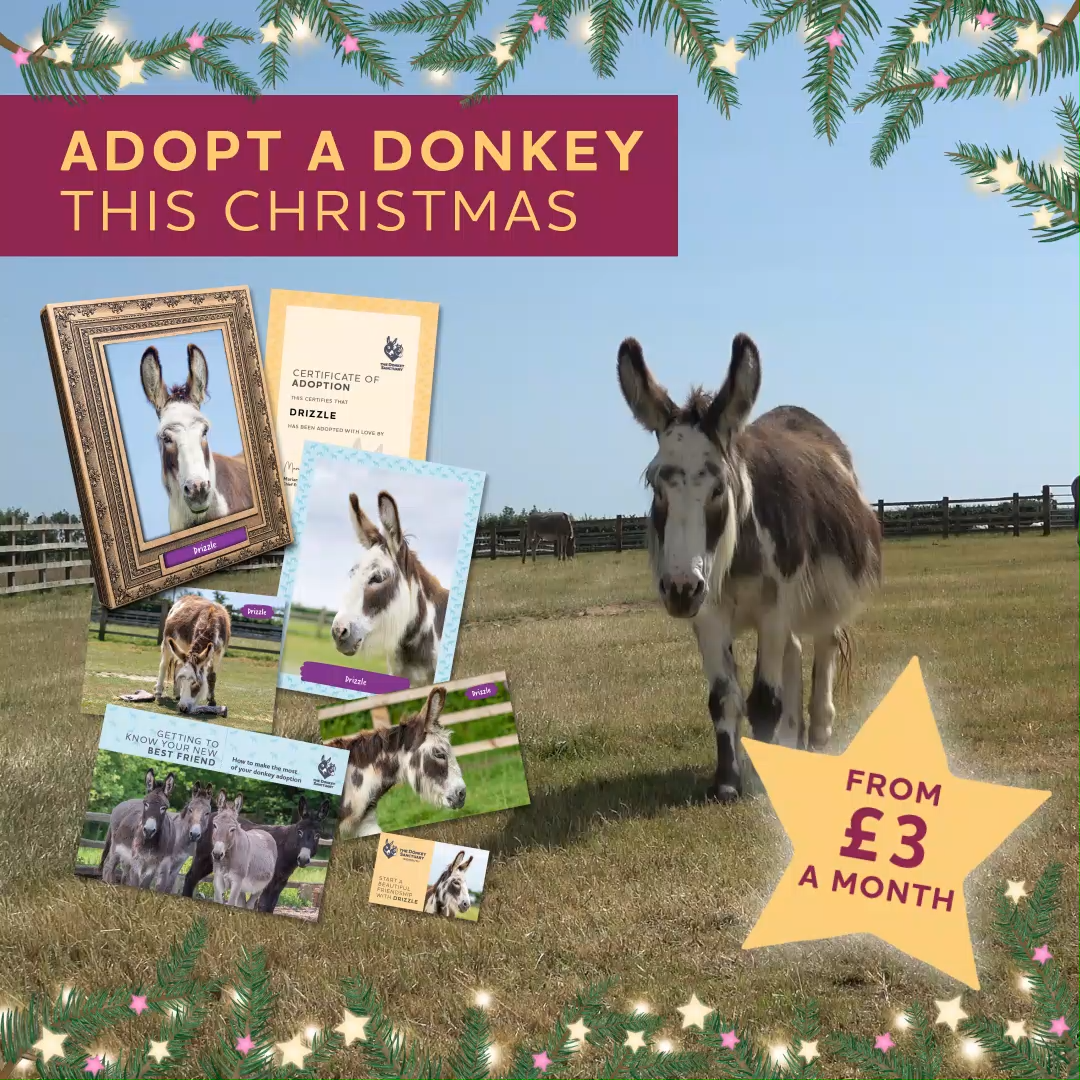 The Donkey Sanctuary