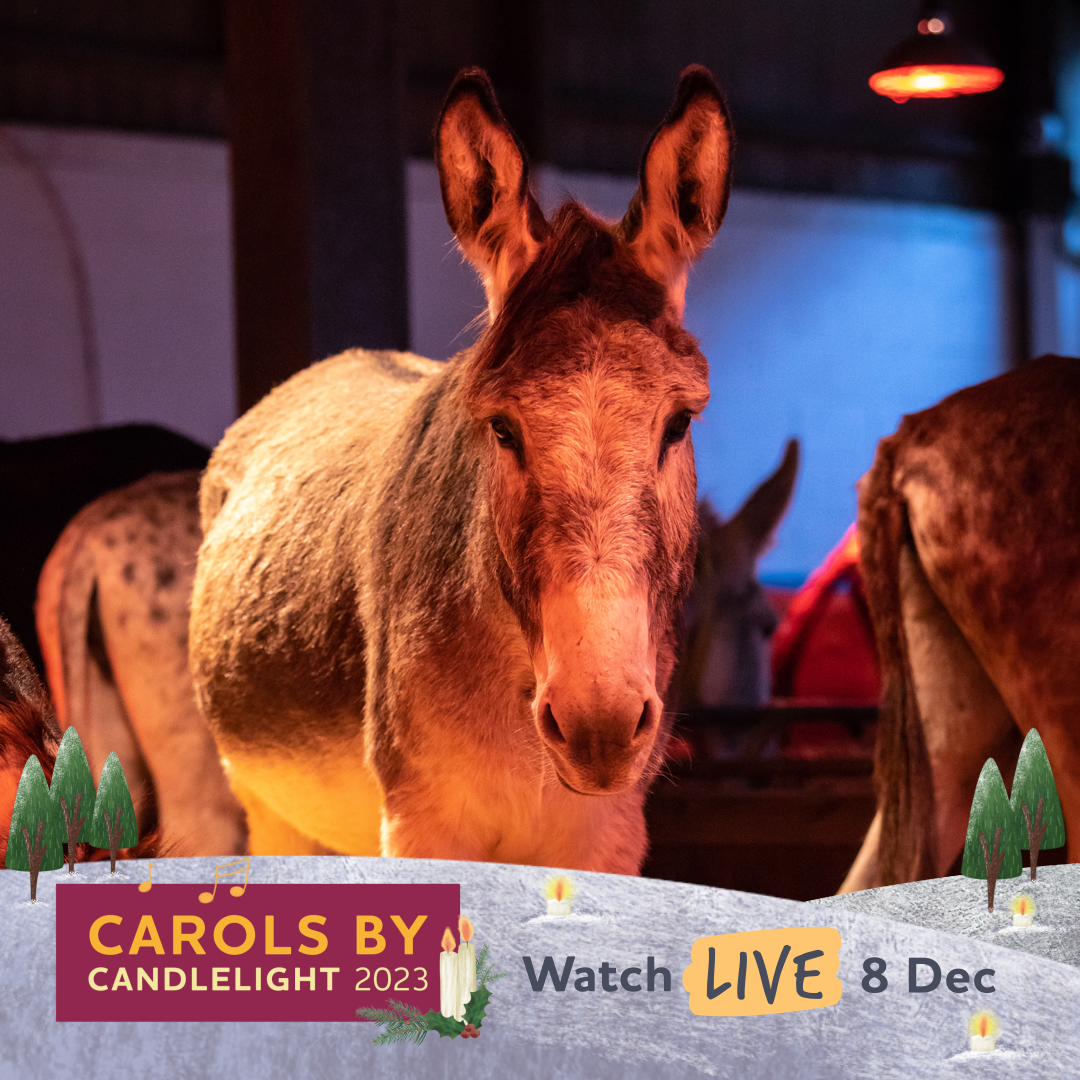 The Donkey Sanctuary